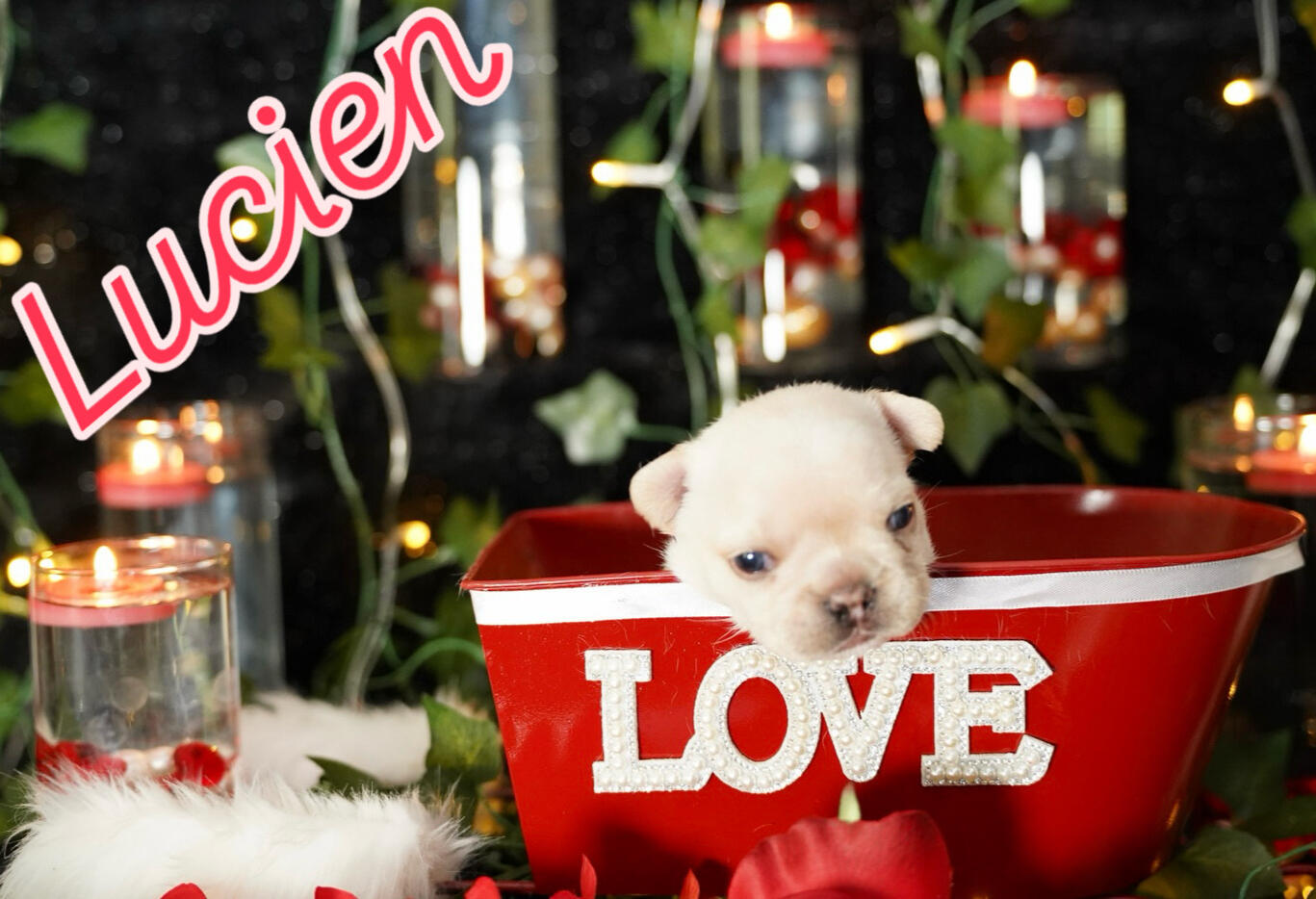 Lucien Love