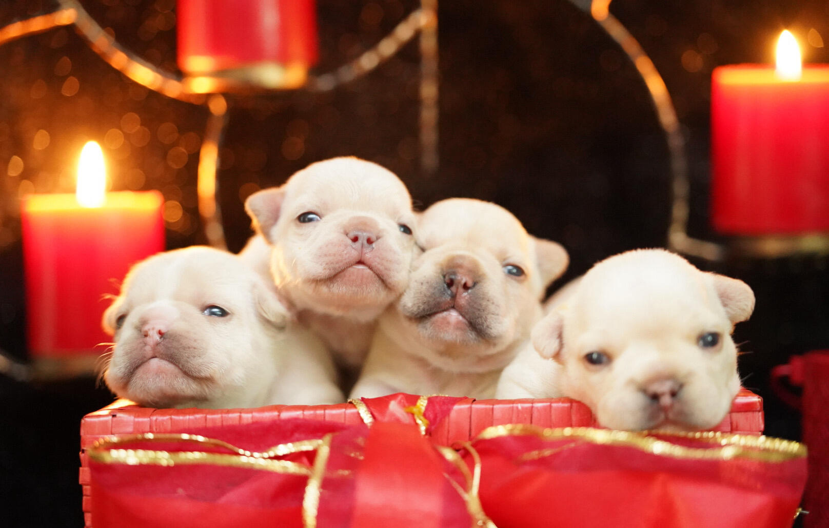 THE LOVE LITTER